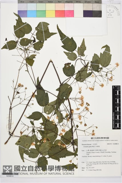 串鼻龍藏品圖，第1張