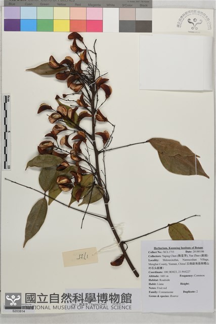紅葉藤藏品圖，第1張