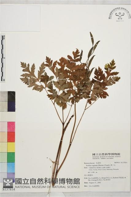 黃三七藏品圖，第1張