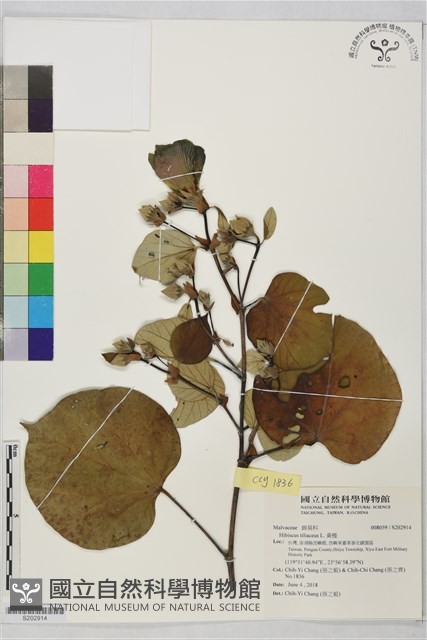 黃槿藏品圖，第1張