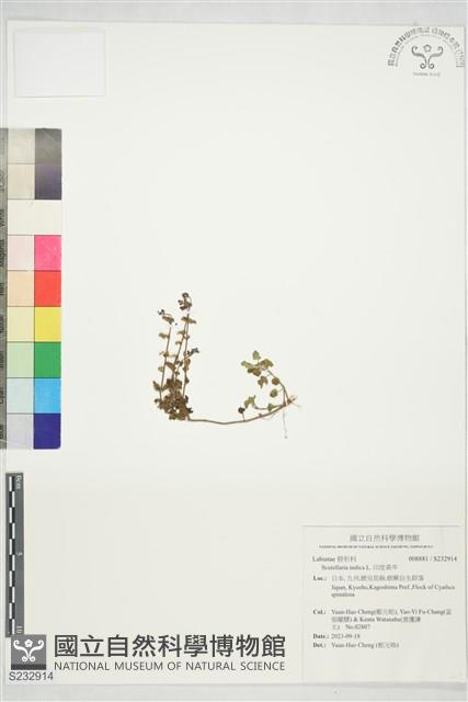 印度黃芩藏品圖，第1張