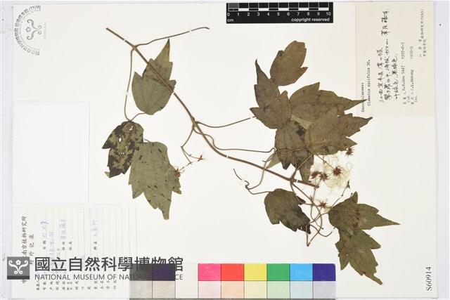 女萎藏品圖，第1張