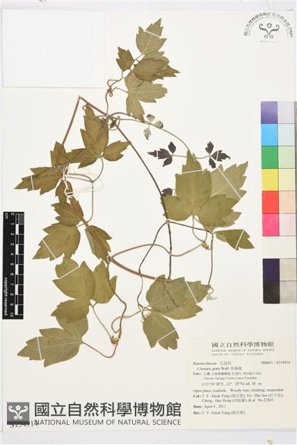 串鼻龍藏品圖，第1張