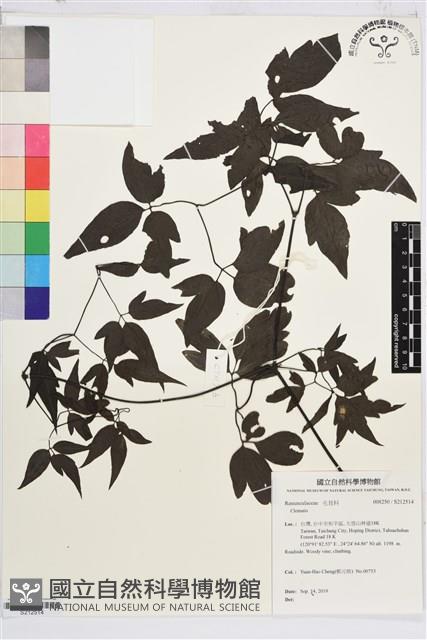 田村氏鐵線蓮藏品圖，第1張