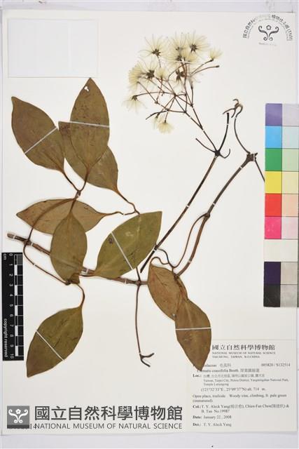 厚葉鐵線蓮藏品圖，第2張