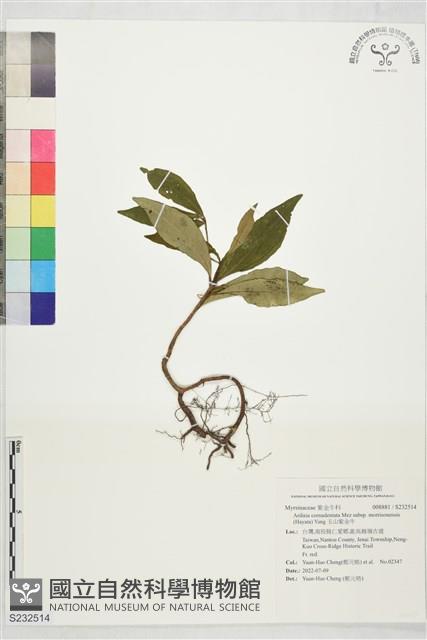 玉山紫金牛藏品圖，第1張