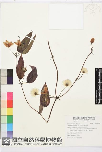 亨利氏鐵線蓮藏品圖，第1張