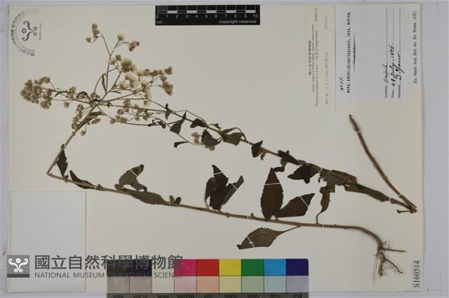 一枝香藏品圖，第1張