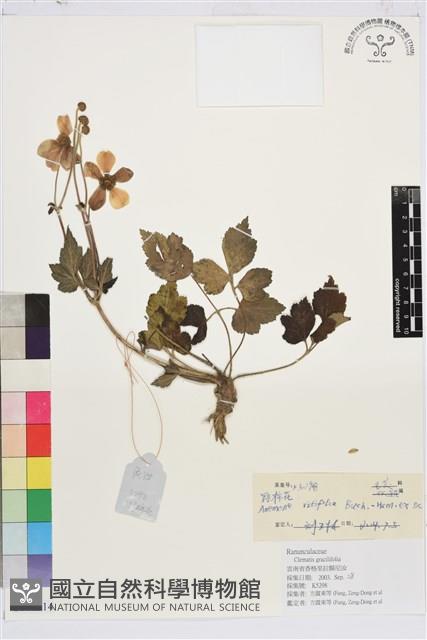 小白頭翁、野棉花藏品圖，第1張