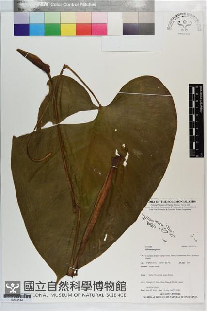登錄號:S203514藏品圖，第1張