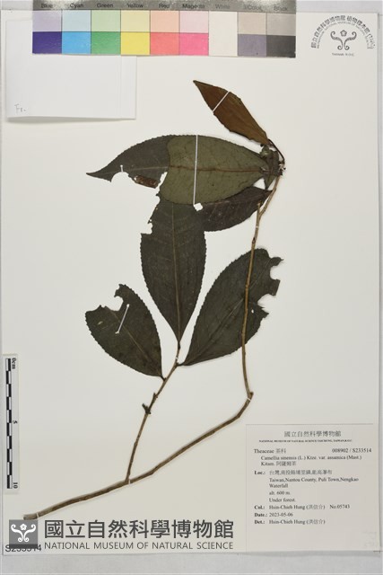 阿薩姆茶藏品圖，第1張