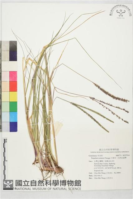 百喜草、巴西亞雀稗藏品圖，第1張