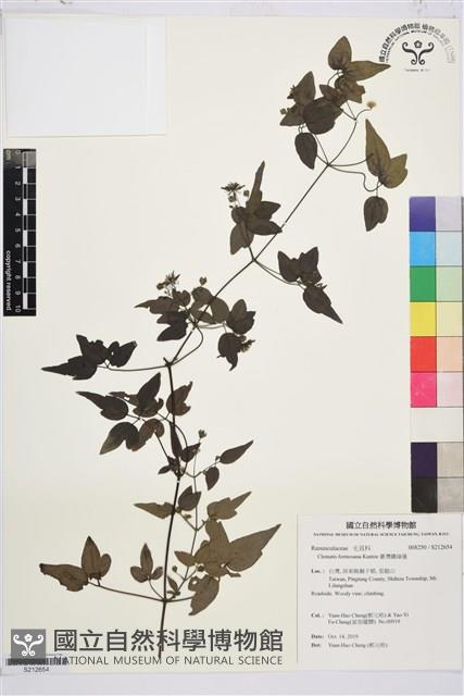 臺灣鐵線蓮藏品圖，第1張