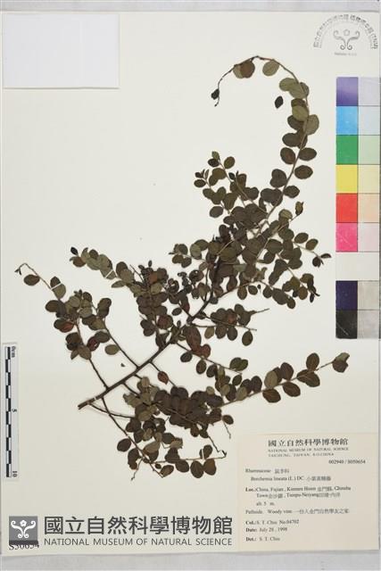 小葉黃鱔藤藏品圖，第2張