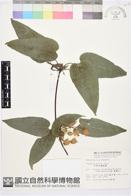 亨利氏鐵線蓮藏品圖，第1張