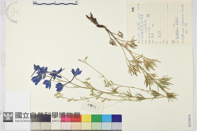 冀北翠雀花藏品圖，第1張