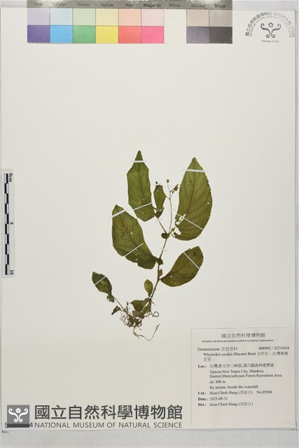 玉玲花、台灣異葉苣苔藏品圖，第1張