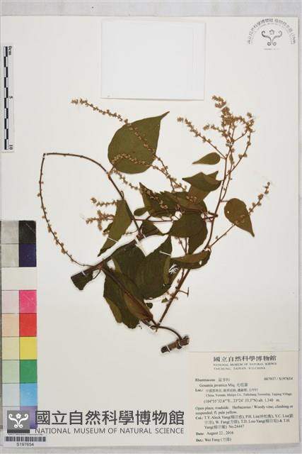 毛咀簽藏品圖，第1張