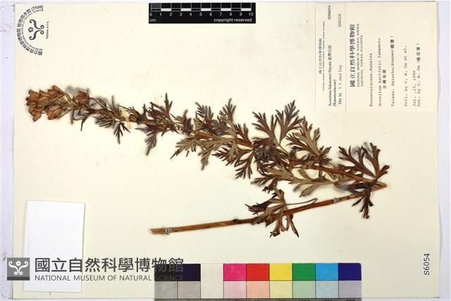 臺灣烏頭藏品圖，第1張