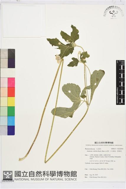 Accession Number:S222054 Collection Image