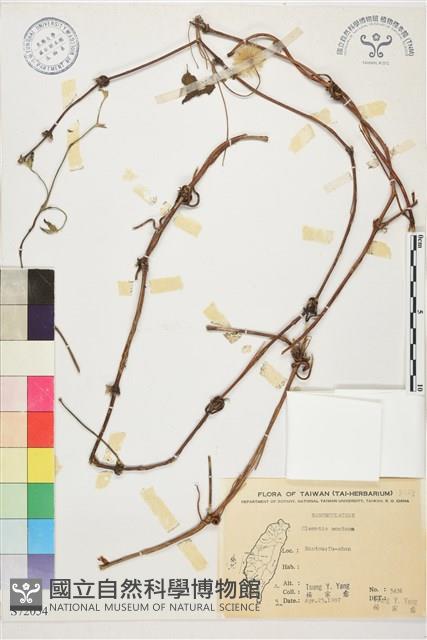 繡球藤藏品圖，第1張