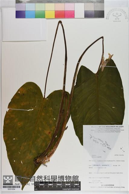 登錄號:S201054藏品圖，第1張