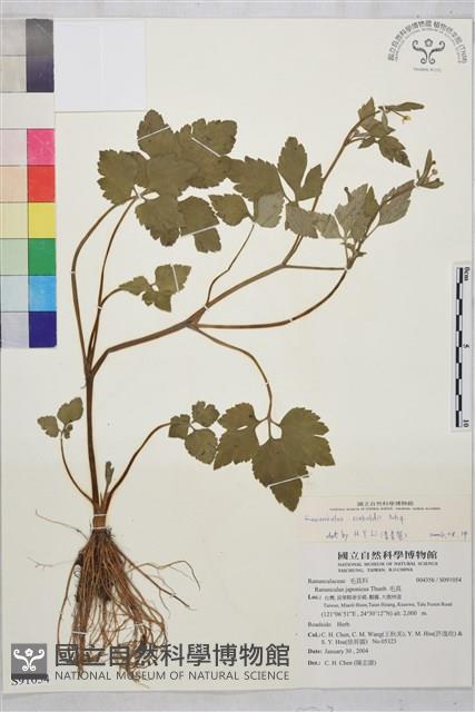 辣子草、揚子毛茛藏品圖，第1張