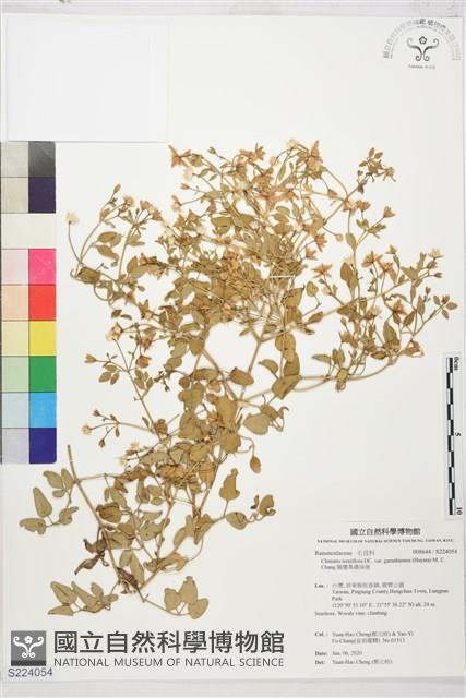 鵝鑾鼻鐵線蓮藏品圖，第1張