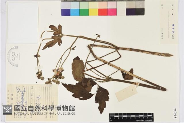 打破碗花花藏品圖，第1張