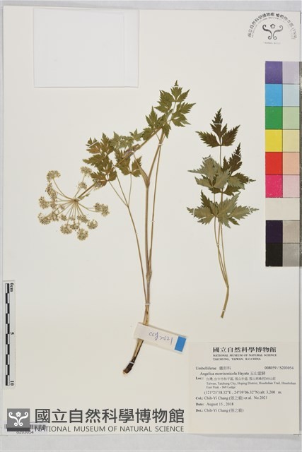 玉山當歸藏品圖，第1張