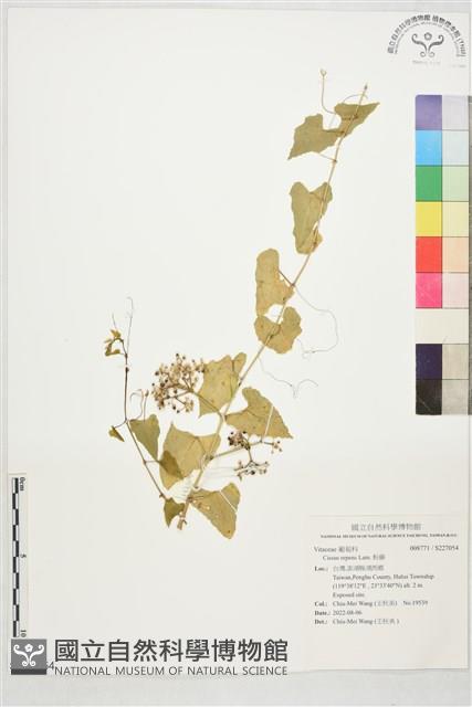 粉藤藏品圖，第1張