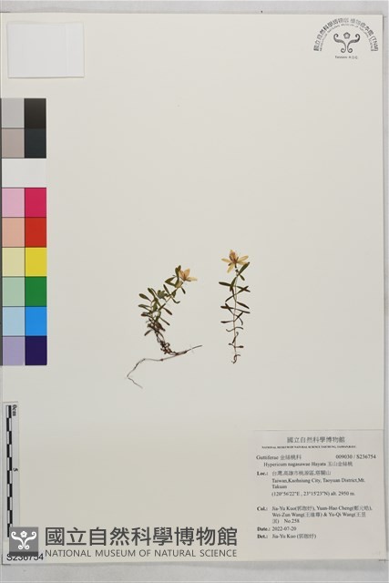 玉山金絲桃藏品圖，第1張