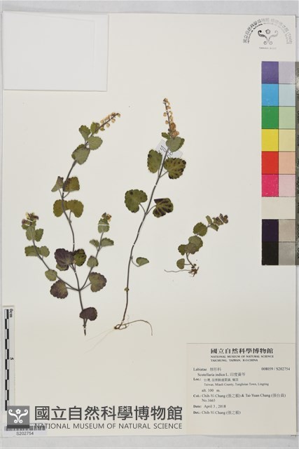 印度黃芩藏品圖，第1張