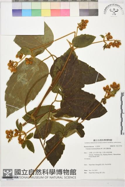 銹毛鐵線蓮藏品圖，第1張