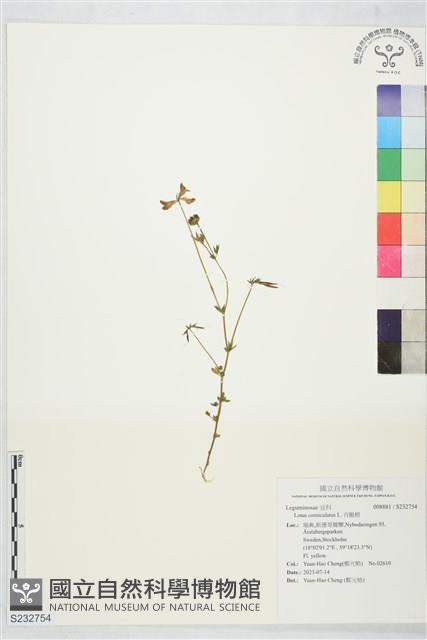 百脈根藏品圖，第1張