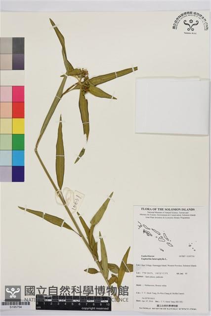 白苞猩猩草藏品圖，第1張