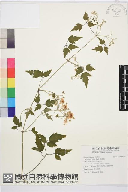 串鼻龍藏品圖，第1張