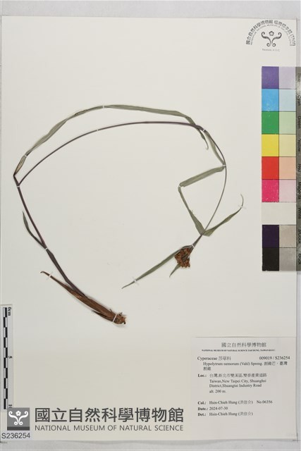 割雞芒、臺灣割雞藏品圖，第1張