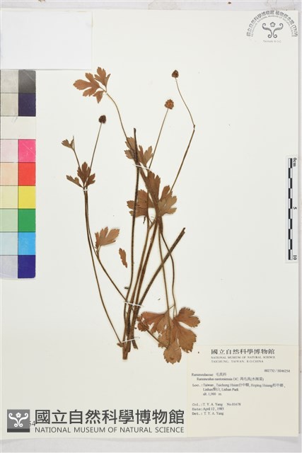 水辣菜、禺毛茛藏品圖，第1張
