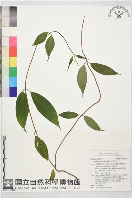 玉葉金花藏品圖，第1張
