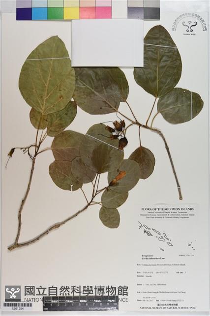 橙花破布子藏品圖，第1張