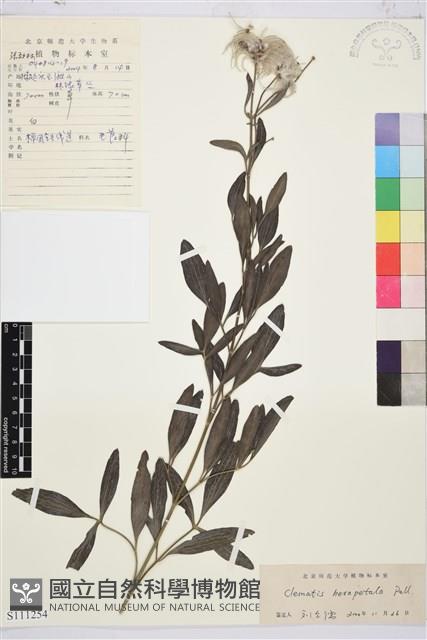 棉團鐵線蓮藏品圖，第1張