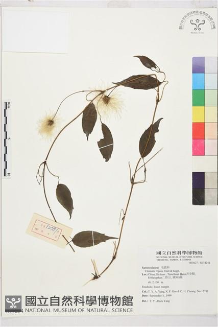 曲柄鐵線蓮藏品圖，第1張