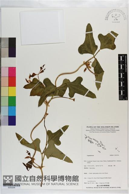 登錄號:S203254藏品圖，第1張