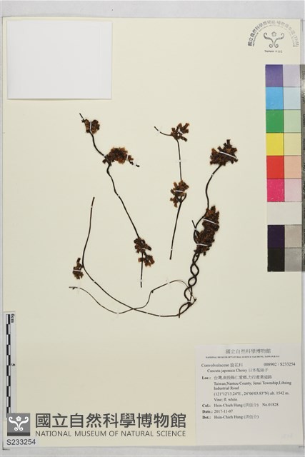 日本菟絲子藏品圖，第1張