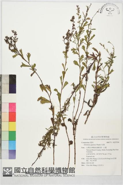 牡蒿藏品圖，第1張