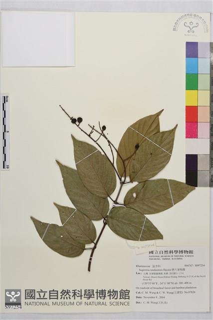 巒大雀梅藤藏品圖，第1張