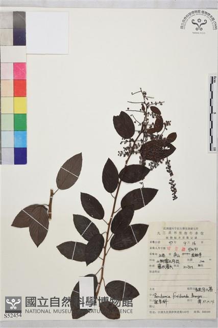 多花勾兒茶, 多花黃鱔藤藏品圖，第1張