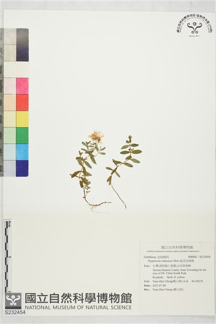能高金絲桃藏品圖，第1張