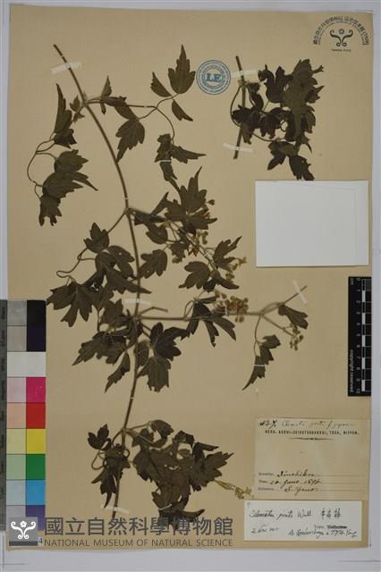 串鼻龍藏品圖，第1張